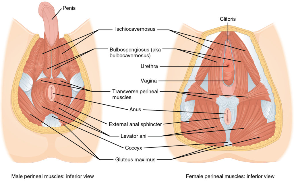 Male and Female Pelvic Floor Muscles